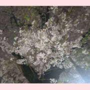 ヒメ日記 2025/04/05 23:25 投稿 しの 性腺熟女100％（デリヘル市場）