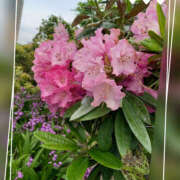 ヒメ日記 2025/04/25 16:50 投稿 しの 性腺熟女100％（デリヘル市場）