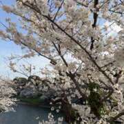 ヒメ日記 2025/04/06 12:13 投稿 ふみか 町田人妻城