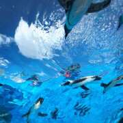 ヒメ日記 2025/06/22 08:30 投稿 とあ ラッシュアワー