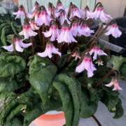 ヒメ日記 2024/12/27 08:22 投稿 杉元サリ セレブショップ新宿（東京ハレ系）