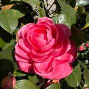 ヒメ日記 2025/02/07 08:31 投稿 杉元サリ セレブショップ新宿（東京ハレ系）