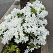 ヒメ日記 2025/05/02 07:07 投稿 杉元サリ セレブショップ新宿（東京ハレ系）