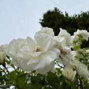 ヒメ日記 2025/05/23 08:59 投稿 杉元サリ セレブショップ新宿（東京ハレ系）