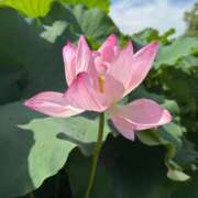 ヒメ日記 2025/08/01 08:21 投稿 杉元サリ セレブショップ新宿（東京ハレ系）