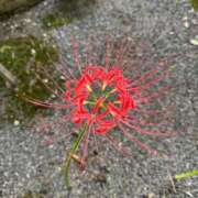 ヒメ日記 2025/09/26 08:17 投稿 杉元サリ セレブショップ新宿（東京ハレ系）