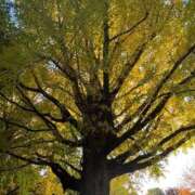 杉元サリ 紅葉が綺麗 セレブショップ新宿（東京ハレ系）