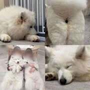 ヒメ日記 2025/03/31 00:00 投稿 にいな 世界のあんぷり亭 立川店