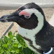 ヒメ日記 2025/05/11 02:24 投稿 ひなた マリン宮殿水戸店