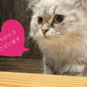 ヒメ日記 2025/03/23 17:00 投稿 井川 華恋人(カレント)