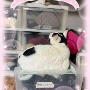 ヒメ日記 2025/03/28 09:52 投稿 安田則子 五十路マダム宇都宮店(カサブランカグループ)