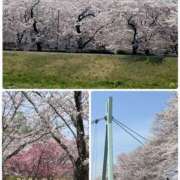 ヒメ日記 2025/04/09 18:52 投稿 安田則子 五十路マダム宇都宮店(カサブランカグループ)