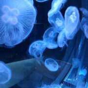 ヒメ日記 2025/12/27 09:29 投稿 たまみ 完熟ばなな札幌・すすきの