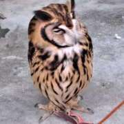 ヒメ日記 2025/08/09 22:26 投稿 川上さつき 五十路マダムエクスプレス豊橋店（カサブランカグループ）