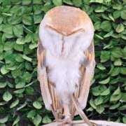 ヒメ日記 2025/12/02 21:50 投稿 川上さつき 五十路マダムエクスプレス豊橋店（カサブランカグループ）