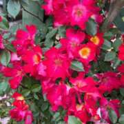 ヒメ日記 2025/05/13 07:31 投稿 えりな 水戸人妻花壇