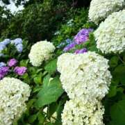 ヒメ日記 2025/06/25 07:31 投稿 えりな 水戸人妻花壇