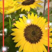 ヒメ日記 2025/07/09 12:04 投稿 えりな 水戸人妻花壇