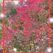 ヒメ日記 2025/11/09 11:07 投稿 えりな 水戸人妻花壇