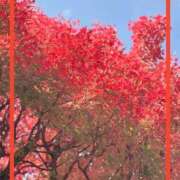 ヒメ日記 2025/11/17 11:20 投稿 えりな 水戸人妻花壇