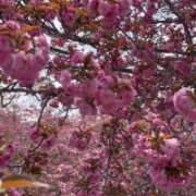 ヒメ日記 2026/04/15 15:12 投稿 えりな 水戸人妻花壇