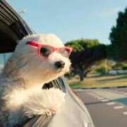 ヒメ日記 2025/12/09 08:23 投稿 織音りん ミスターダンディー