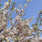 ヒメ日記 2025/04/06 09:58 投稿 さとみ モアグループ川越人妻花壇