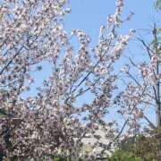 ヒメ日記 2025/04/12 10:46 投稿 さとみ モアグループ川越人妻花壇