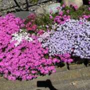 ヒメ日記 2025/04/18 20:31 投稿 さとみ モアグループ川越人妻花壇