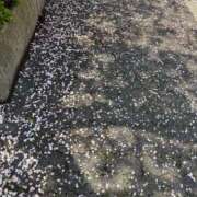 ヒメ日記 2025/04/17 20:52 投稿 ひかる GlamourGlamour (グラマーグラマー)