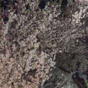 ヒメ日記 2025/04/07 14:39 投稿 ほむら 人妻倶楽部内緒の関係 柏店