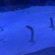 ヒメ日記 2025/07/23 04:37 投稿 りく【宇〇アナ激似の極嬢】 STELLA TOKYO－ステラトウキョウ－