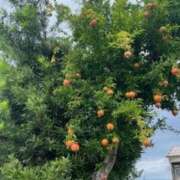 ヒメ日記 2025/09/21 09:08 投稿 吹石藍衣 五十路マダム愛されたい熟女たち 津山店