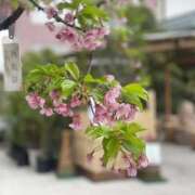 ヒメ日記 2026/04/06 15:37 投稿 すず Grace東京