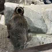 ヒメ日記 2026/02/13 21:58 投稿 るな 大阪回春性感エステティーク谷九店