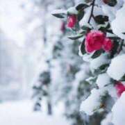 ヒメ日記 2025/12/28 08:45 投稿 まゆみ 妊婦母乳風俗専門店ミルクランド