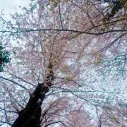 ヒメ日記 2025/04/09 08:59 投稿 まこと 奥様はエンジェル　立川店