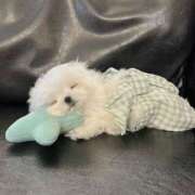 ヒメ日記 2025/08/11 09:30 投稿 美桜 アラカルト