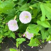 横野すみれ 💐 多恋人倶楽部