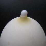 ヒメ日記 2025/03/19 09:14 投稿 早川 熟女の風俗最終章 横浜本店