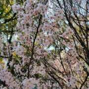 ヒメ日記 2025/03/22 16:26 投稿 早川 熟女の風俗最終章 横浜本店