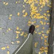 ヒメ日記 2024/12/15 06:20 投稿 須藤千咲 五十路マダム姫路店