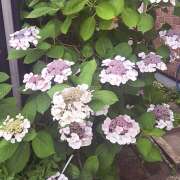 ヒメ日記 2025/06/15 14:42 投稿 赤坂麗来 五十路マダム　和歌山店