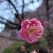 ヒメ日記 2025/03/01 21:58 投稿 ことか 奥鉄オクテツ東京店（デリヘル市場）