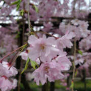 ヒメ日記 2025/04/02 00:03 投稿 ことか 奥鉄オクテツ東京店（デリヘル市場）