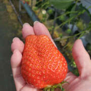 ヒメ日記 2026/02/11 23:53 投稿 ことか 奥鉄オクテツ東京店（デリヘル市場）