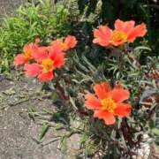 ヒメ日記 2025/06/28 02:38 投稿 如月和子 五十路マダム富山店(カサブランカグループ)