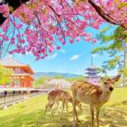 ヒメ日記 2024/12/11 15:48 投稿 野上 熟女の風俗最終章 横浜本店