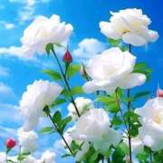 ヒメ日記 2024/12/26 09:05 投稿 野上 熟女の風俗最終章 横浜本店