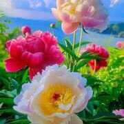 ヒメ日記 2025/02/26 08:04 投稿 野上 熟女の風俗最終章 横浜本店